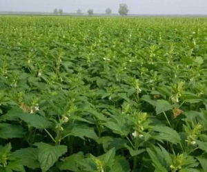 平舆白芝麻：岁月沉香，粒粒皆山河